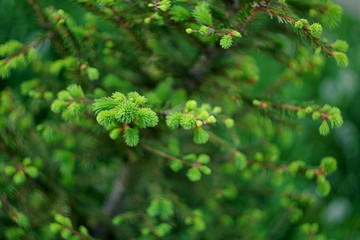 Fresh spruce tree branches in the forest