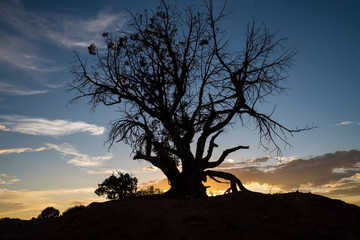 Fototapeta na wymiar tree skeleton silhouette against sunset 