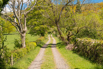  Treelined hedges and an Unmade Farm Track a Blue Sky Behind Largs