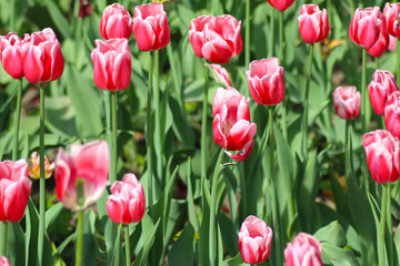 pink tulips in the garden