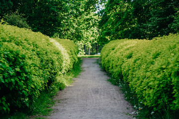 path in the park