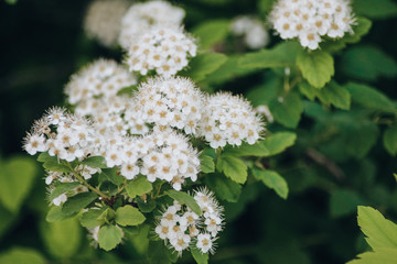 white flowers in garden