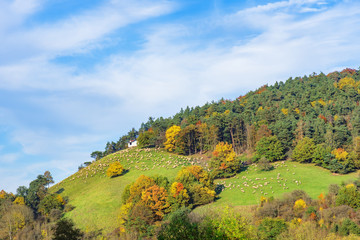 Schafherde grasen idyllisch auf dem Hügel im Herbst
