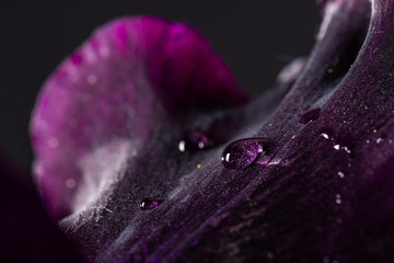purple iris on black background
