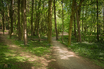 Fototapeta premium Forrest Trail with Two Worn Footpaths Sun Reflecting Through the Trees in Scotlands Forrests.