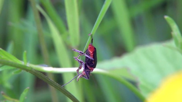 Gemeiner Weichk&auml;fer (Cantharis fusca)&nbsp;