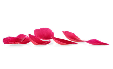 Red peony petals isolated on white background