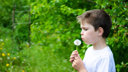 Child blowing dandelion flower in a green park