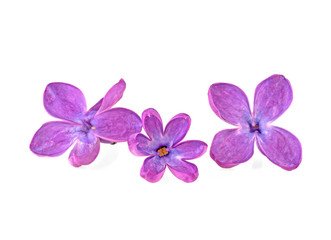 Lilac flowers isolated on a white background. Macro image.