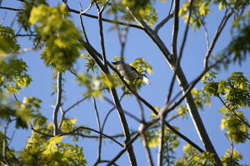 birds