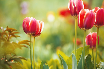 Photo of beautiful red tulips background, spring concept