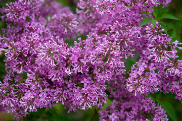 Fototapeta premium Branch of blossom lilac in garden.