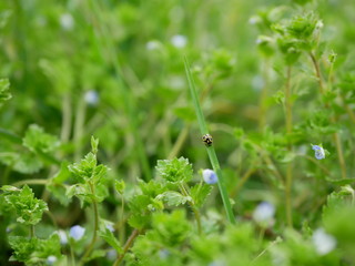 Yellow beetle with black spots on a leaf of grass against the background of the gently blue wild flowers. top view