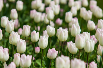 Image of purple tulip flowers in a garden
