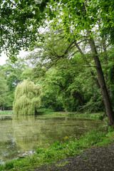 Fototapeta na wymiar pond in green