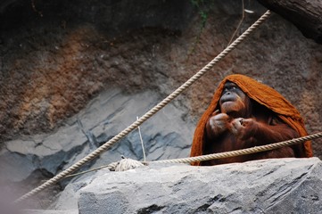 Orangutang Eating 