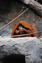 Orangutang Eating 