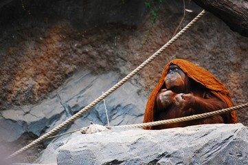 Orangutang Eating 