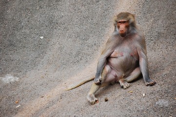 Monkey Relaxing