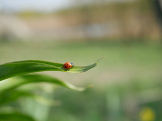 Ladybug crawls over a green leaf on a blurred background of nature
