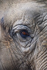 Fototapeta premium Elephant Eye 