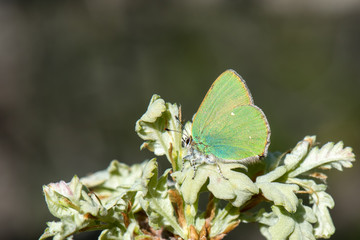 Lycaenidae / Zümrüt / / Callophrys rubi