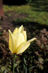 Flower of of yellow tulup.