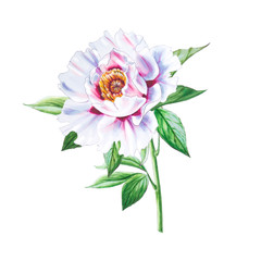 Beautiful white peony. Bouquet of flowers. Floral print. Marker drawing. Watercolor painting. Wedding and birthday composition. Greeting card. Flower painted background. Hand drawn illustration.