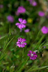 Violet wild flower background fine art in high quality prints products