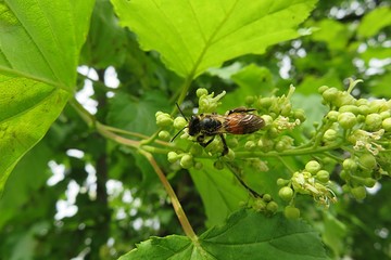 Bee on acer tree in spring season