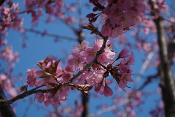 cherry blossom in spring