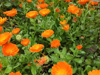 Lovely tiny orange flowers in the garden. Beautiful flower background. 