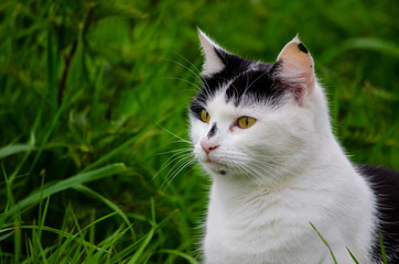 portrait of a black and white cat