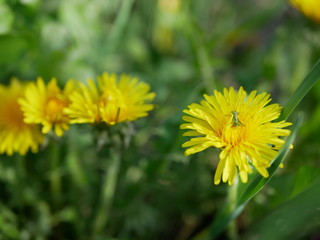 Green small grasshopper sits on a yellow flower of dandelion on a blurred background of nature. Macro photography insect