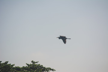  heron flying