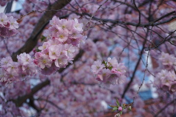 pink cherry blossom in spring