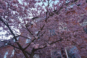 cherry blossom in spring