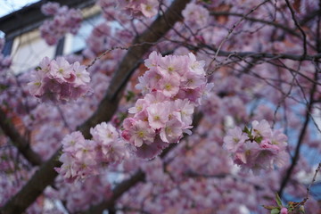 pink cherry blossom in spring