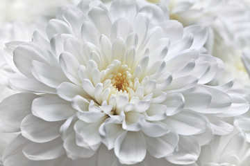 White chrysanthemum flower close-up. - obrazy, fototapety, plakaty