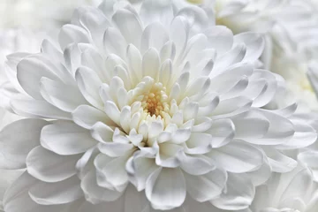 Zelfklevend Fotobehang White chrysanthemum flower close-up. © linavita