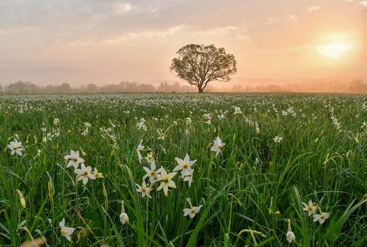 Amazing nature landscape with single tree and flowering meadow of white wild growing narcissus flowers  at sunrise.