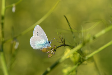 Lycaenidae / Karagözmavisi / / Glaucopsyche alexis
