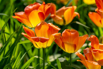 Tulip festival in St. Petersburg on Elagin island.