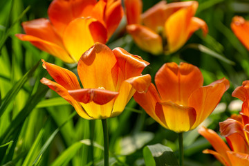 Tulip festival in St. Petersburg on Elagin island.