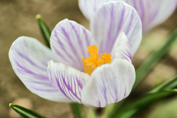 Fototapeta premium crocus flower