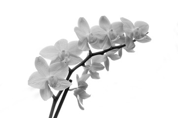Orchidee schwarz weiß