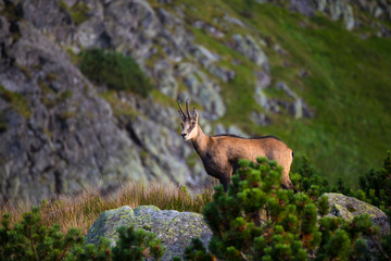 Chamois , Kamzik in the mountains of Slovakia