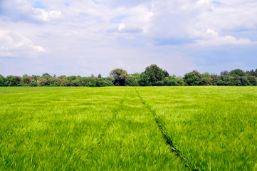 Weizenfeld im Frühjahr