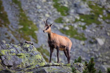 Chamois , Kamzik in the mountains of Slovakia