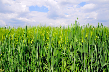 Weizenfeld im Frühjahr